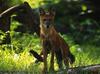 Dhole (Cuon alpinus)