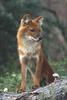 Dhole (Cuon alpinus)