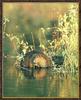 American Beaver (Castor canadensis)