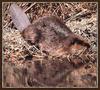 American Beaver (Castor canadensis)