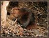 American Beaver (Castor canadensis)