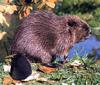 American Beaver (Castor canadensis)