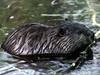 American Beaver (Castor canadensis)