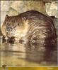 Eurasian Beaver (Castor fiber)