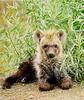 Spotted Hyena (Crocuta crocuta)