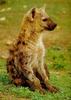 Spotted Hyena (Crocuta crocuta)