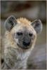 Spotted Hyena (Crocuta crocuta)