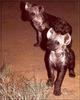 Spotted Hyena cubs (Crocuta crocuta)