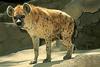 Spotted Hyena (Crocuta crocuta)