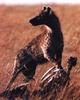 Spotted Hyena (Crocuta crocuta)