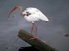 Ibis