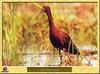Glossy Ibis (Plegadis falcinellus)