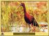 Glossy Ibis (Plegadis falcinellus)