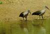 Hadada Ibis (Bostrychia hagedash)