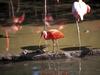 Scarlet Ibis (Eudocimus ruber)