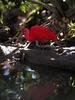 Scarlet Ibis (Eudocimus ruber)