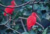 Scarlet Ibis (Eudocimus ruber)