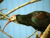 Southern Bald Ibis (Geronticus calvus)