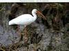 American White Ibis (Eudocimus albus)