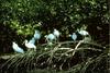 American White Ibis flock (Eudocimus albus)