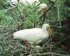 American White Ibis on nest (Eudocimus albus)