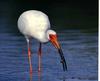 American White Ibis (Eudocimus albus)