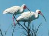 American White Ibises (Eudocimus albus)