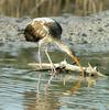 Immature American White Ibis (Eudocimus albus)