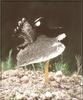 Black Bustard (Eupodotis afra)