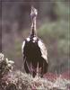 Black-bellied Bustard (Eupodotis melanogaster)