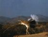 Houbara Bustard (Chlamydotis undulata)