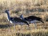 Kori Bustard (Ardeotis kori)