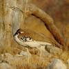 Kori Bustard (Ardeotis kori)