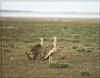 Kori Bustard pair (Ardeotis kori)