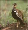 Red-crested Bustard (Eupodotis ruficrista)