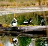 Wild Ducks