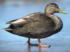 American Black Duck (Anas rubripes)