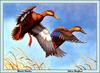 [Animal Art - Allen Hughes] American Black Duck pair landing (Anas rubripes)