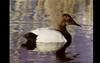 Canvasback (Aythya valisineria)