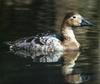 Canvasback (Aythya valisineria)