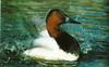 Canvasback (Aythya valisineria)