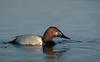 Canvasback (Aythya valisineria)