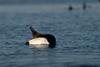 Canvasback (Aythya valisineria)