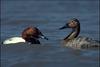 Canvasbacks (Aythya valisineria)