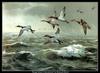 [Animal Art - Maynard Reece] Canvasbacks (Aythya valisineria)