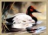 [Animal Art - Roger Bucklin] Canvasback (Aythya valisineria)