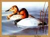 [Animal Art - Don Moore] Canvasback pair (Aythya valisineria)