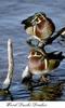 Wood Duck drakes (Aix sponsa)