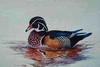 [Animal Art] Wood Duck drake (Aix sponsa)