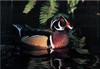 Wood Duck drake (Aix sponsa)